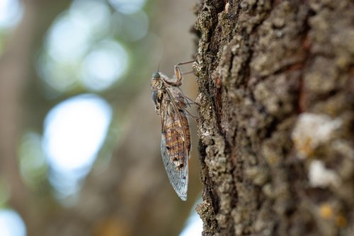 cicada  insect  nature
