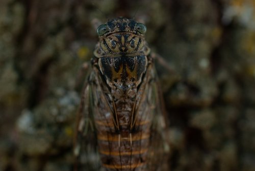 cicada  insect  nature
