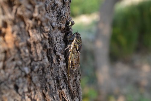 cicada  animal  nature