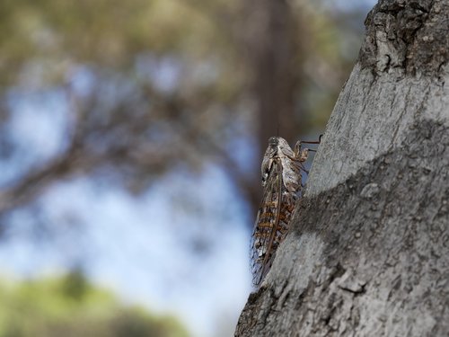 cicada  nature  trunk