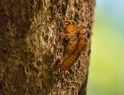 cicada  dehydrated  thailand