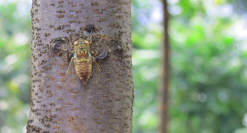 cicada  forest  highlands