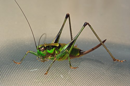 cicada  worm  nature