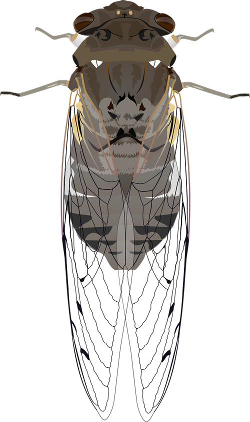 cicada  insect  animal