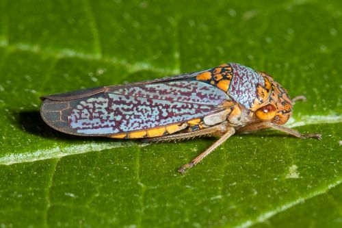 cicada insect bug