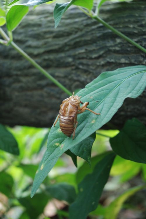cicada macro small cicada
