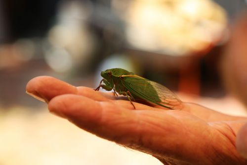 cicada insect bug
