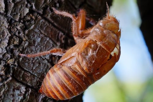 cicada animal chantui