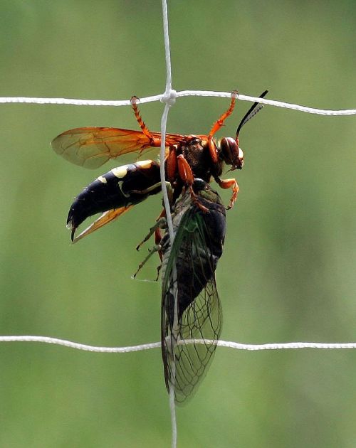 cicada killer wasp insect bug