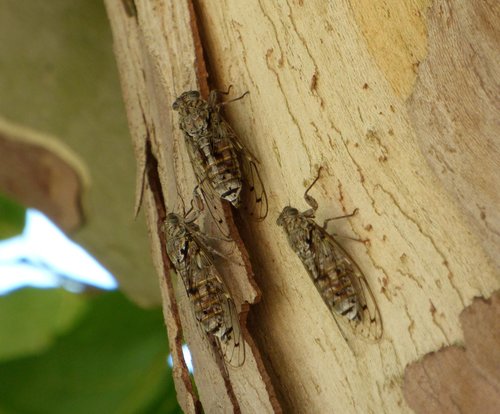 cicadas  insect  nature