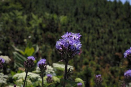 cicerbita alpina flower blossom
