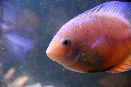 cichlasoma  cichlid  fish