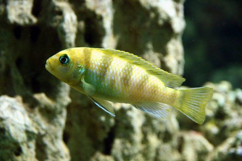 cichlid  fish  aquarium