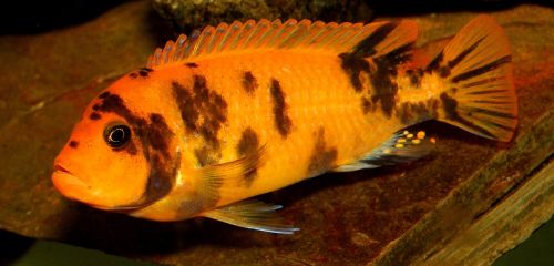 cichlid fish african