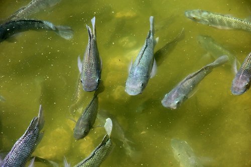 cichlids  fish  nature