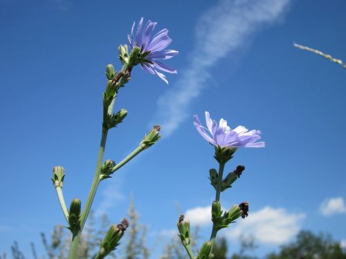 cichorium intybus chicory blue daisy