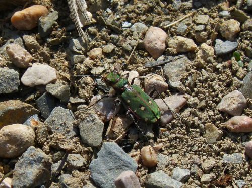 cicindela campestris country cicindela green beetle