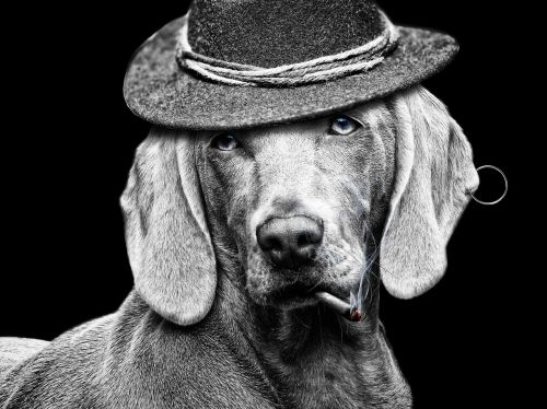cigarette hat dog