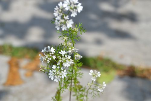 cilantro flowers plant