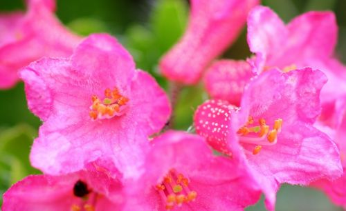 ciliated alpenrose alpine rose blossom