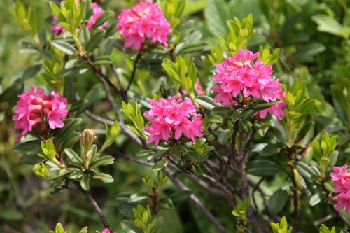 ciliated alpenrose flower flowers