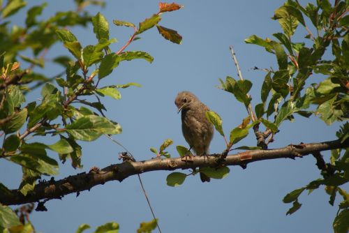 cinderella bird brown