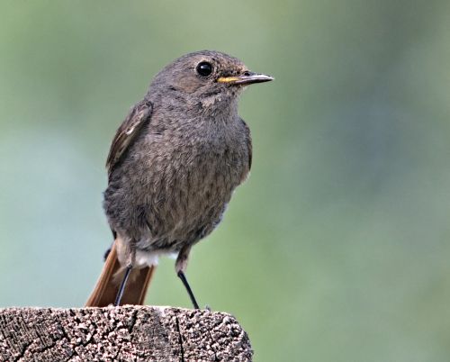 cinderella bird nature