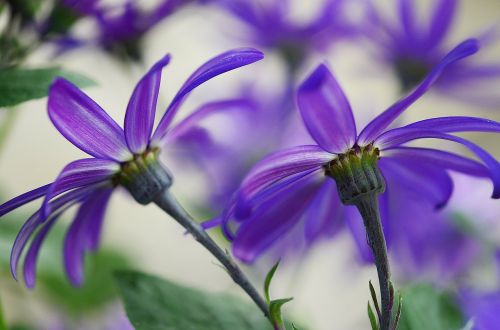 cineraria blue flowers