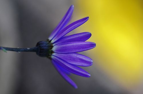 cineraria flower nature
