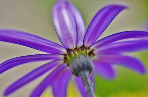 cineraria flower plant