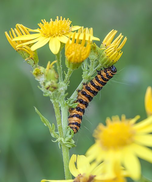 cinnabar-moth  caterpillar  larva