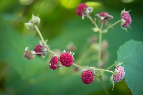 cinnamon raspberry  raspberry  pink