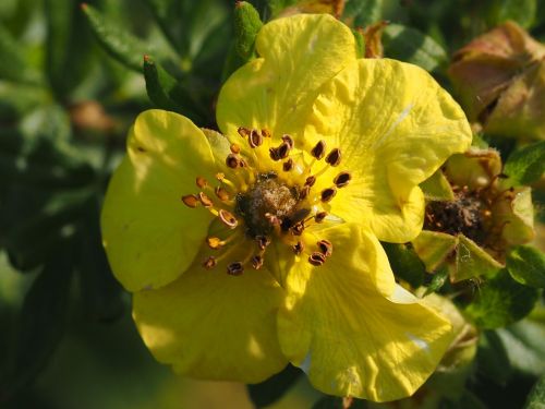 cinquefoil flower flowers