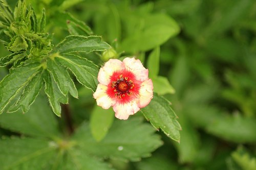 cinquefoil himalayan  flower  single