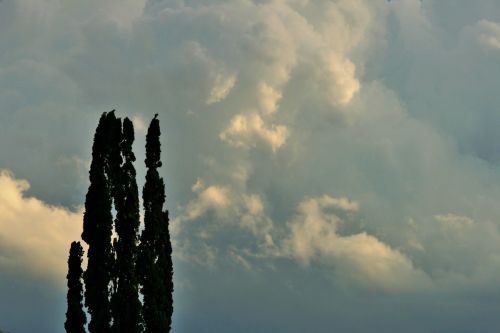 Cypress And Soft Sky