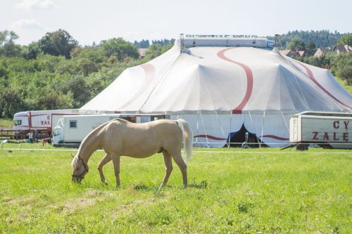 circus the horse circus tent