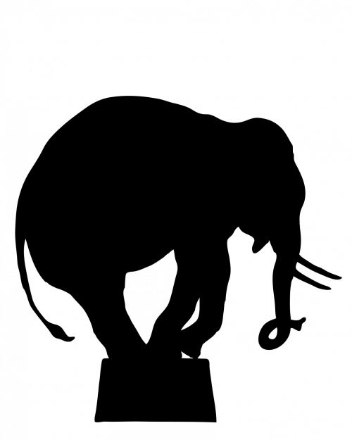 Circus Elephant