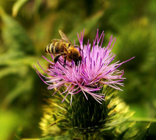 cirsium lanceolatum flower plant