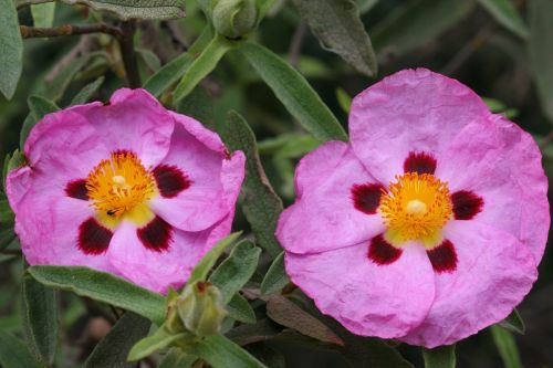 cistus pink flower