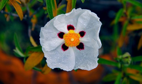 cistus  flower  nature