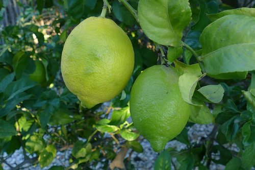 citroen  citrus  struik