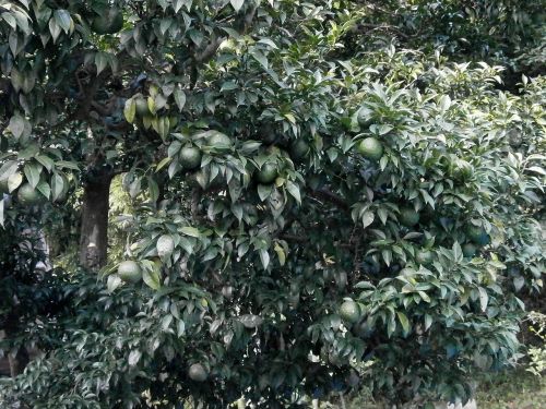 citron blue fruit immature