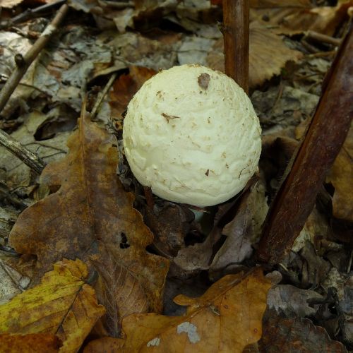 citron amanita mushroom fungus