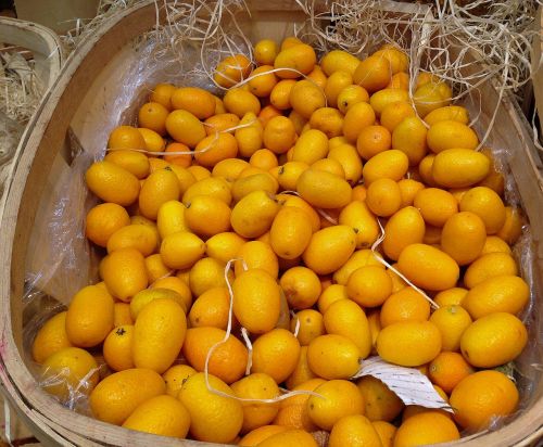 citrus kumquats fruit