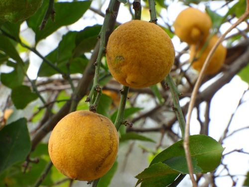 citrus fruit tree