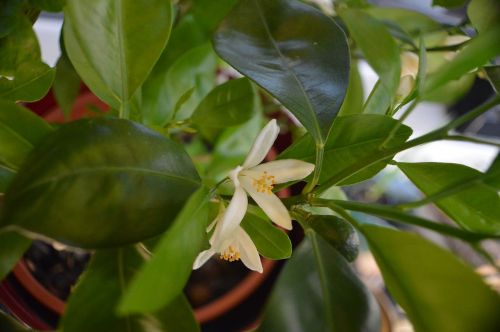 citrus blossom bloom