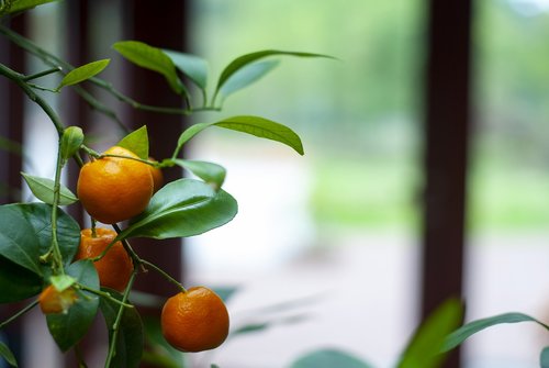 citrus  citrus fruit  vitamins