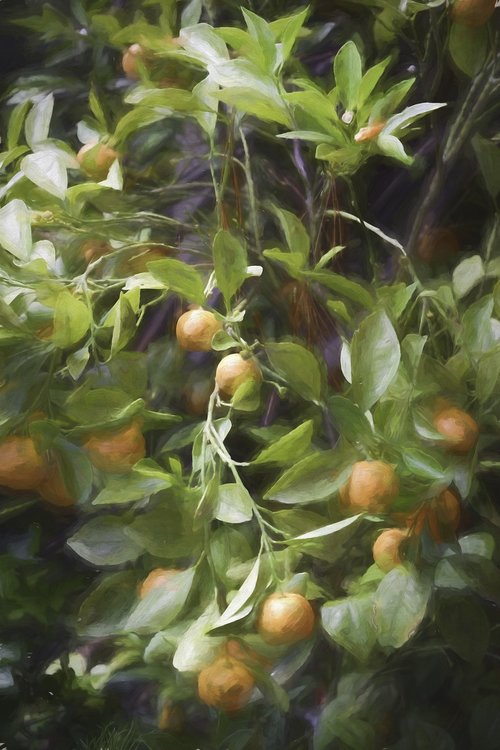 citrus  orange  garden