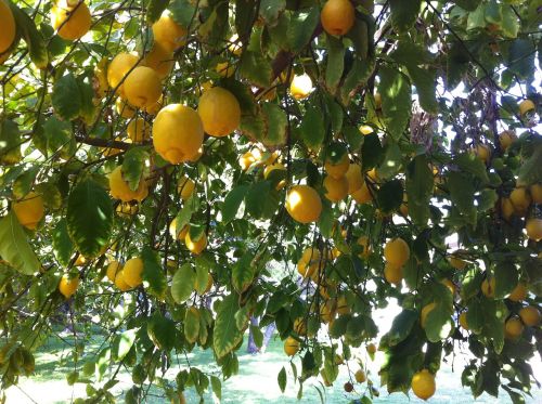 citrus lemons organic