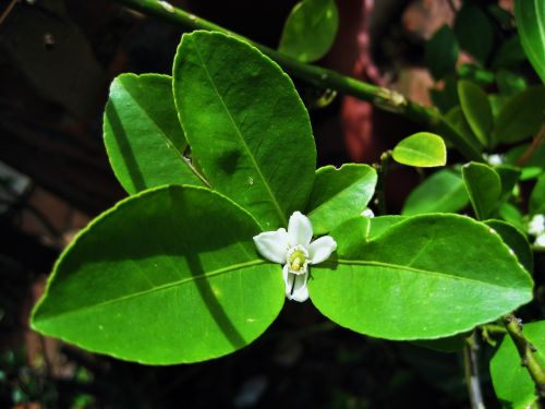 Citrus Blossom